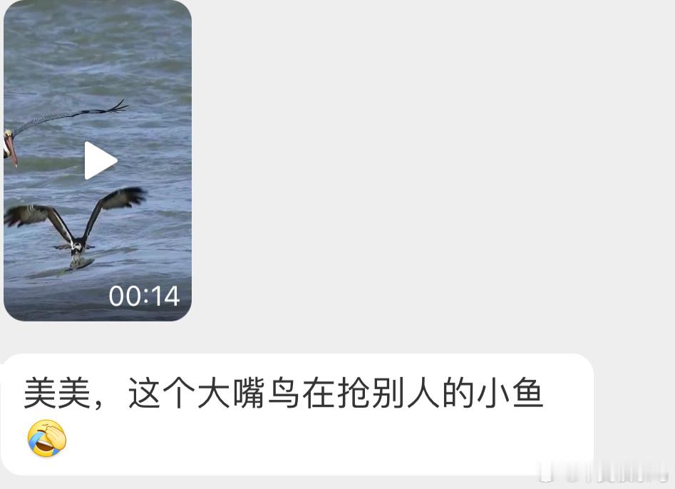 想不劳而获的鹈鹕鹗è边飞边骂🙊 ​​​