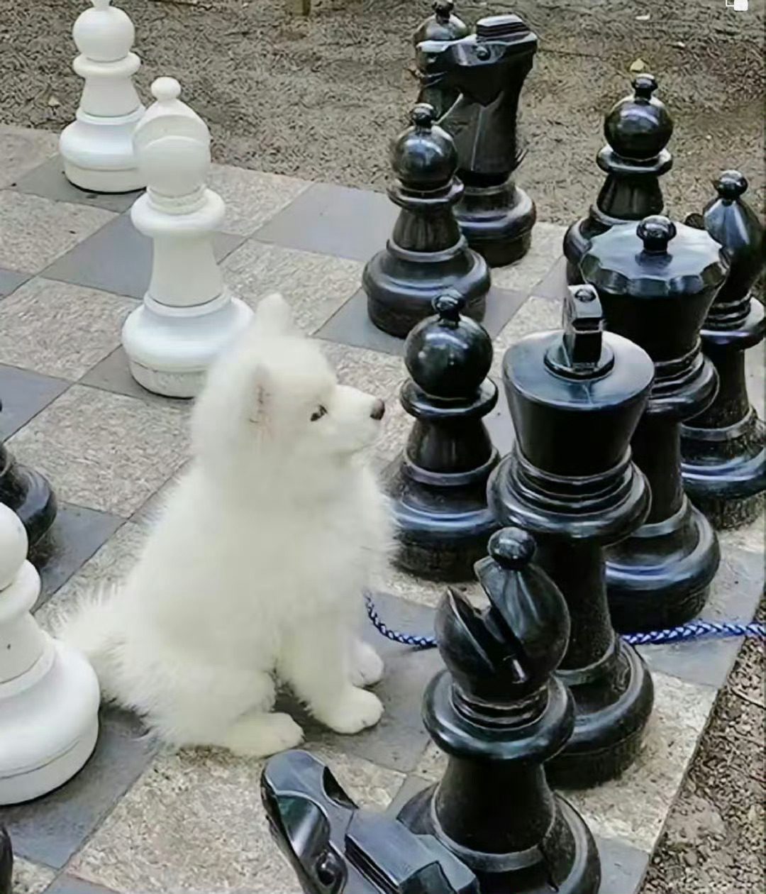 小狗下棋♟️哈哈哈哈 