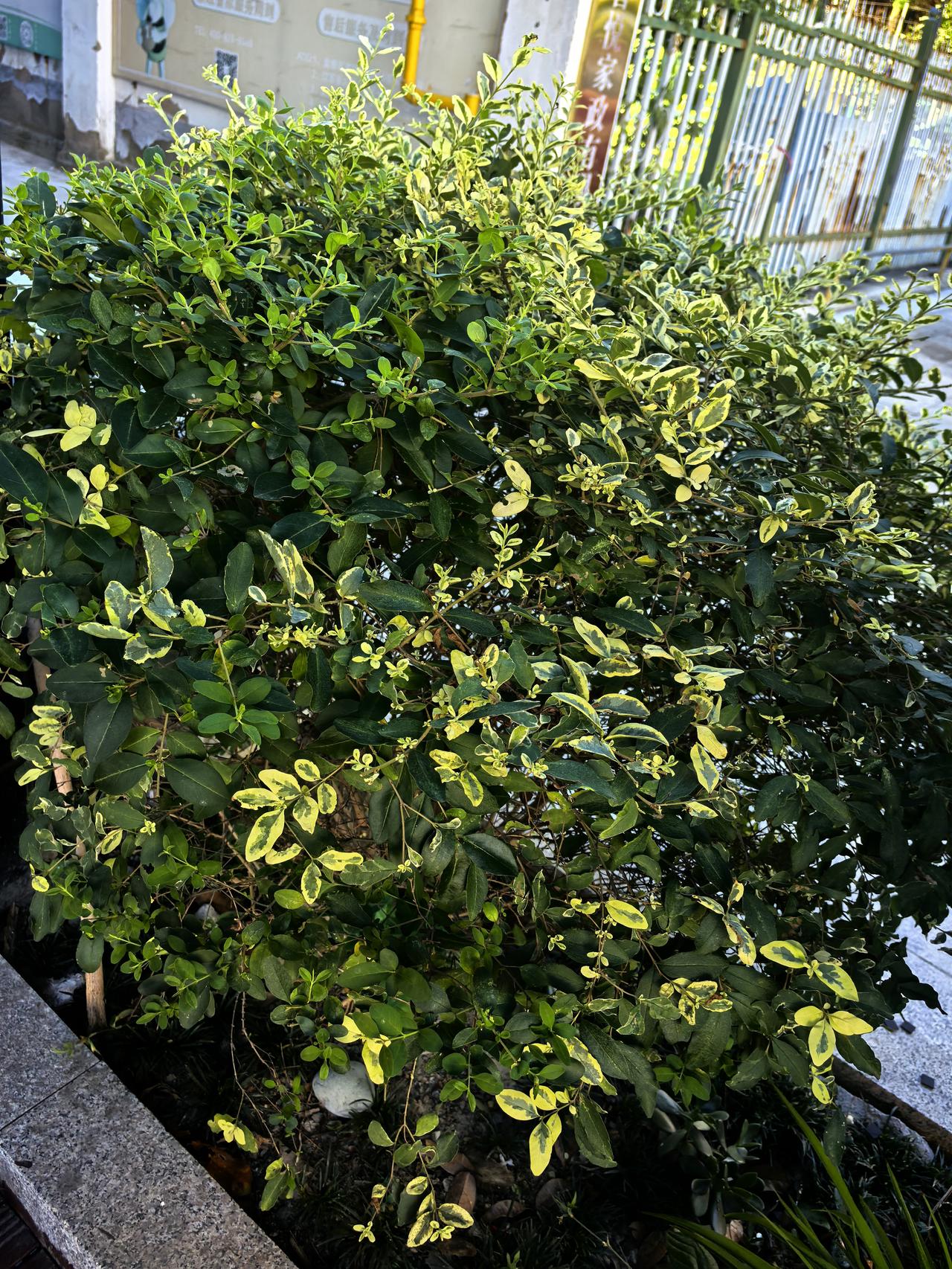 朱女士婚外胚胎案撕开的，从来不是一场婚姻的遮羞布，而是法律适配滞后酿出的系统性失