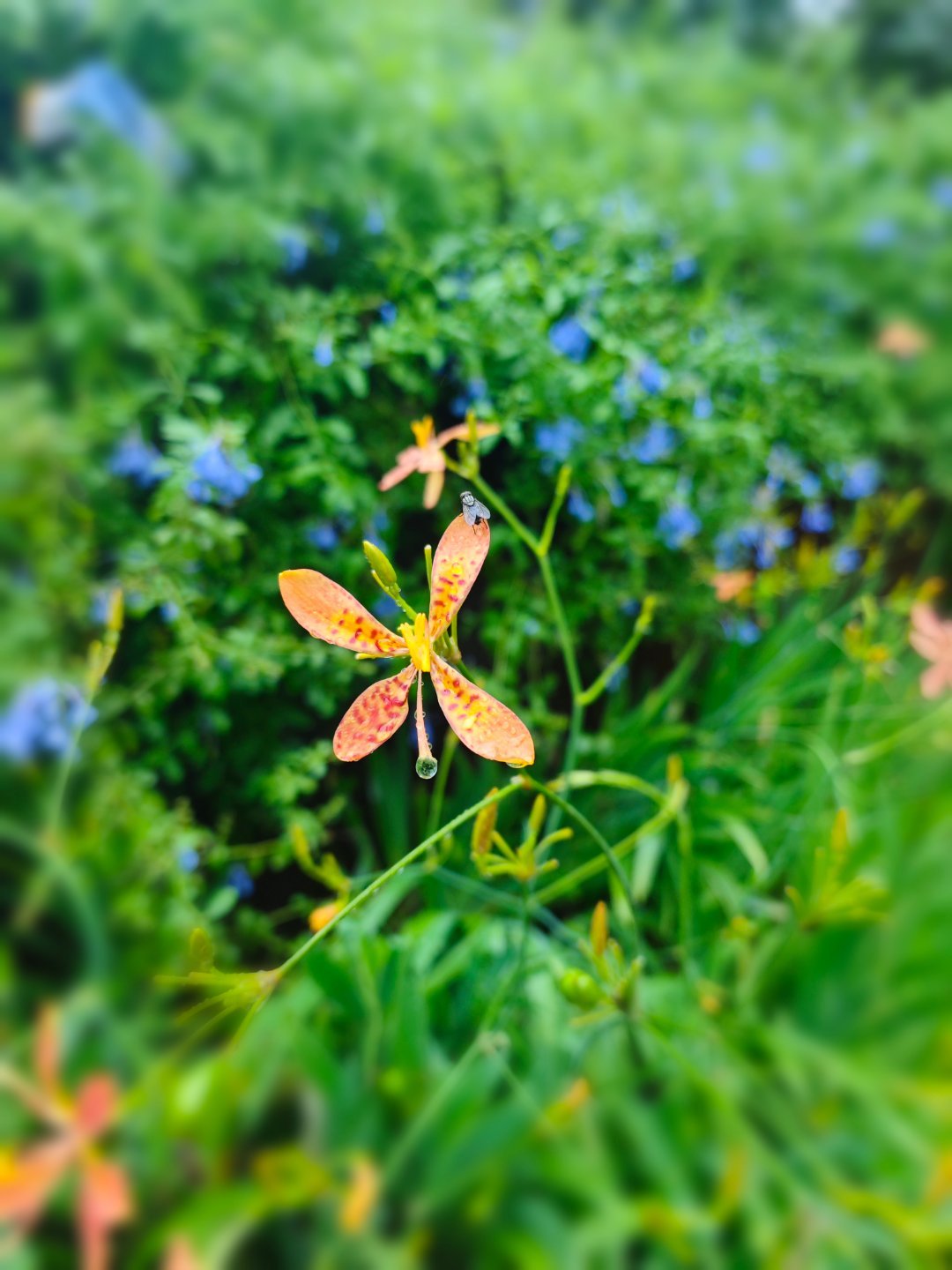 深圳大雨，在外游荡，自得其乐。 