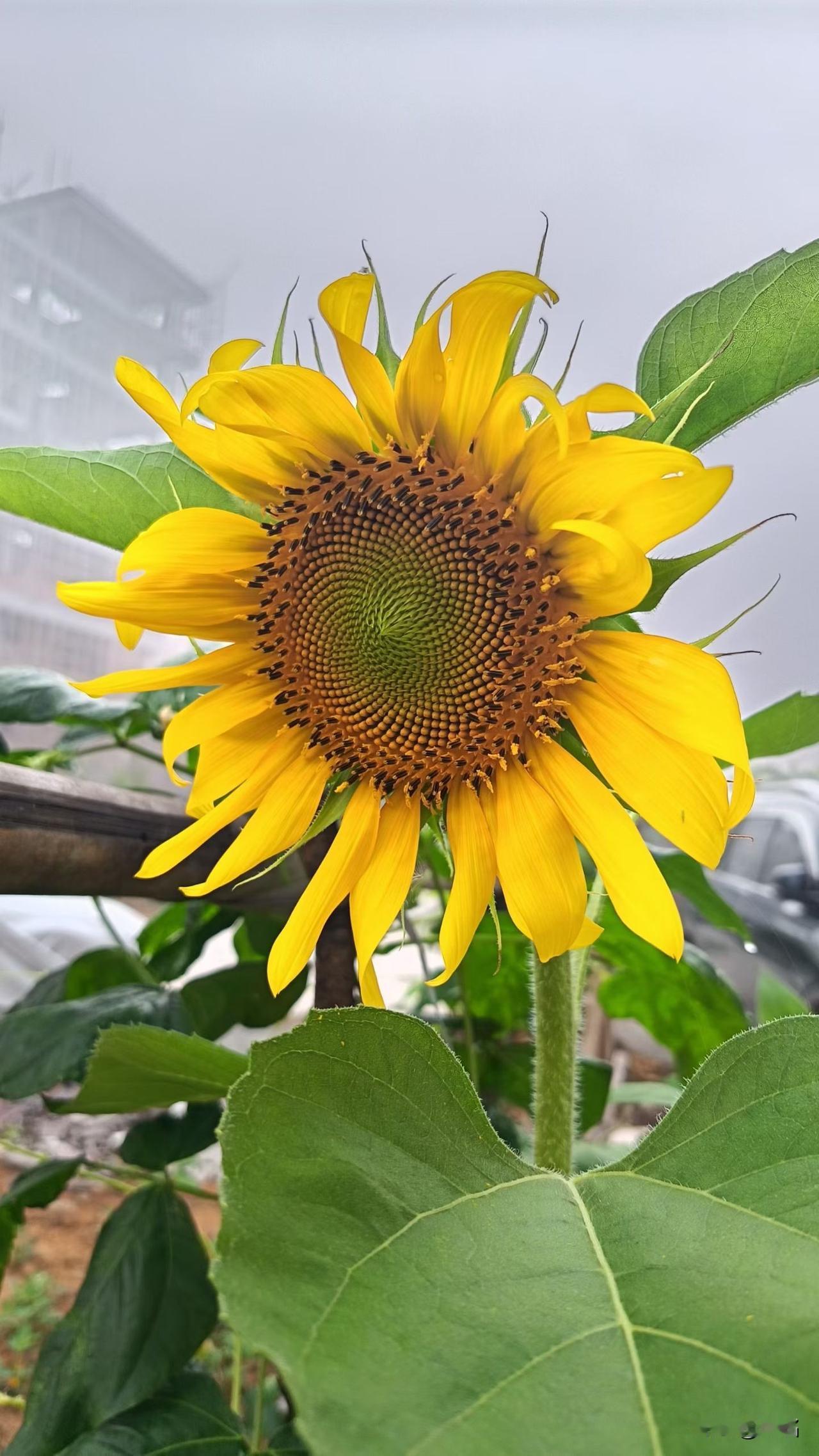 从蜷曲青绿的花苞，到悄悄舒展嫩黄花瓣，再到热烈绽放成向阳的模样。

恰逢人间五月