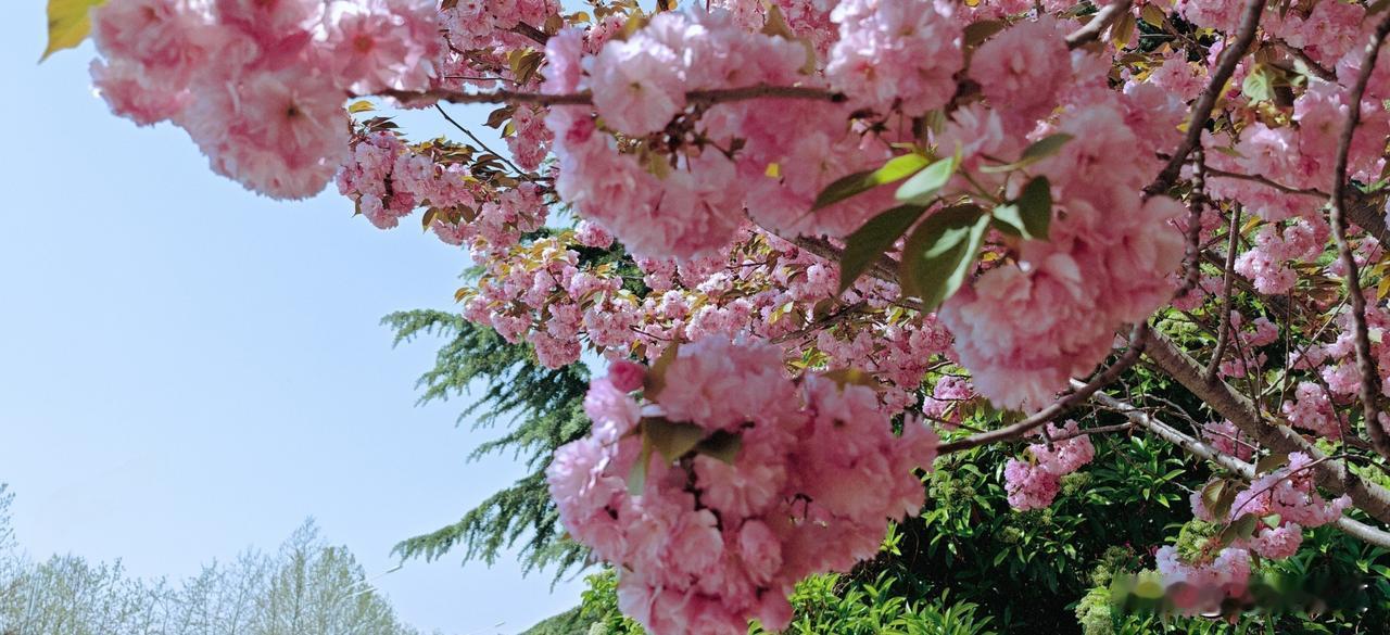 晒图笔记大赛每当晚春时节，八重樱便重重叠叠地压满枝头。每一朵花都有数十片花瓣层层