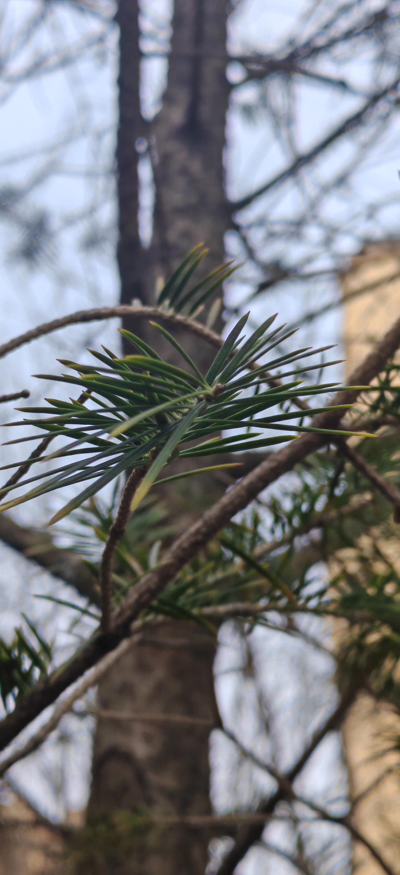 这是什么松？落叶松？