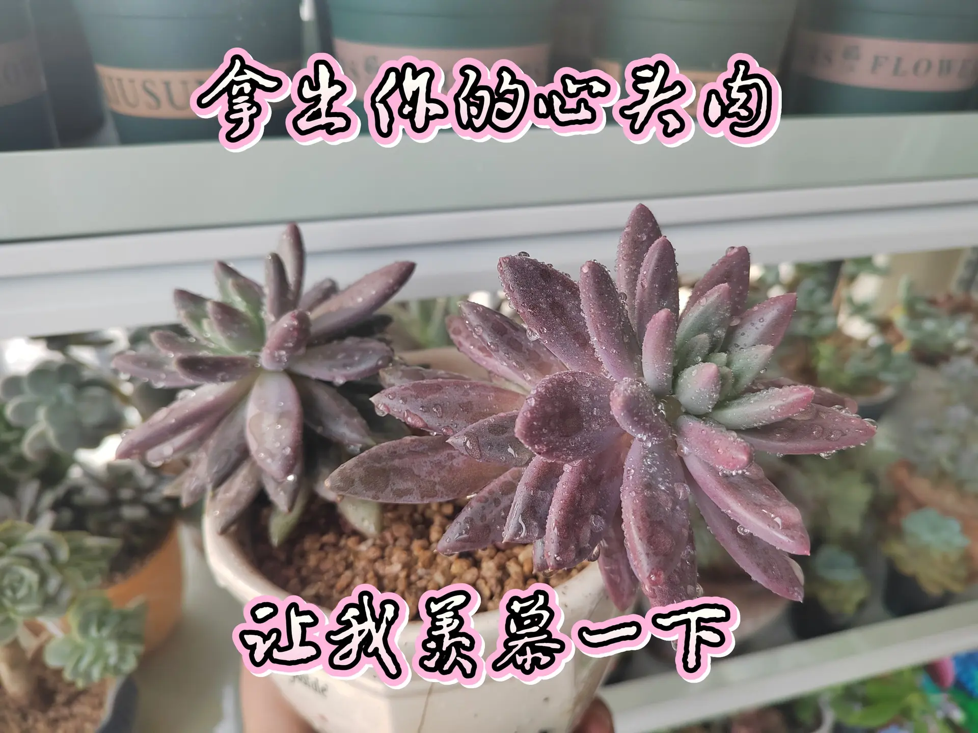 让我看看你是不是养花人！