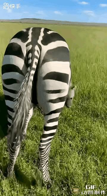 鬣狗是掏肛能手，连牛肛它都敢掏，唯独忌惮斑马。那蹄子硬得象钢板挨上一下非死即伤。