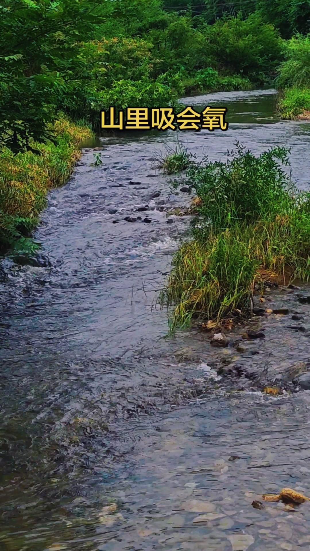 刚踏进山林那刻，风裹着溪流的湿润就撞过来🌿空气里浸着清甜味儿，深吸一口全是绿油