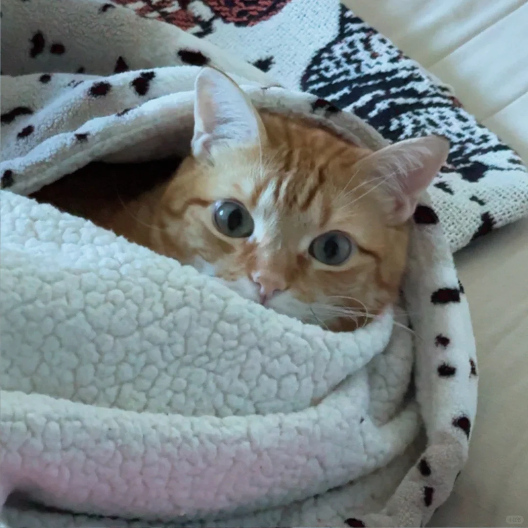 是谁的被子还没有长猫