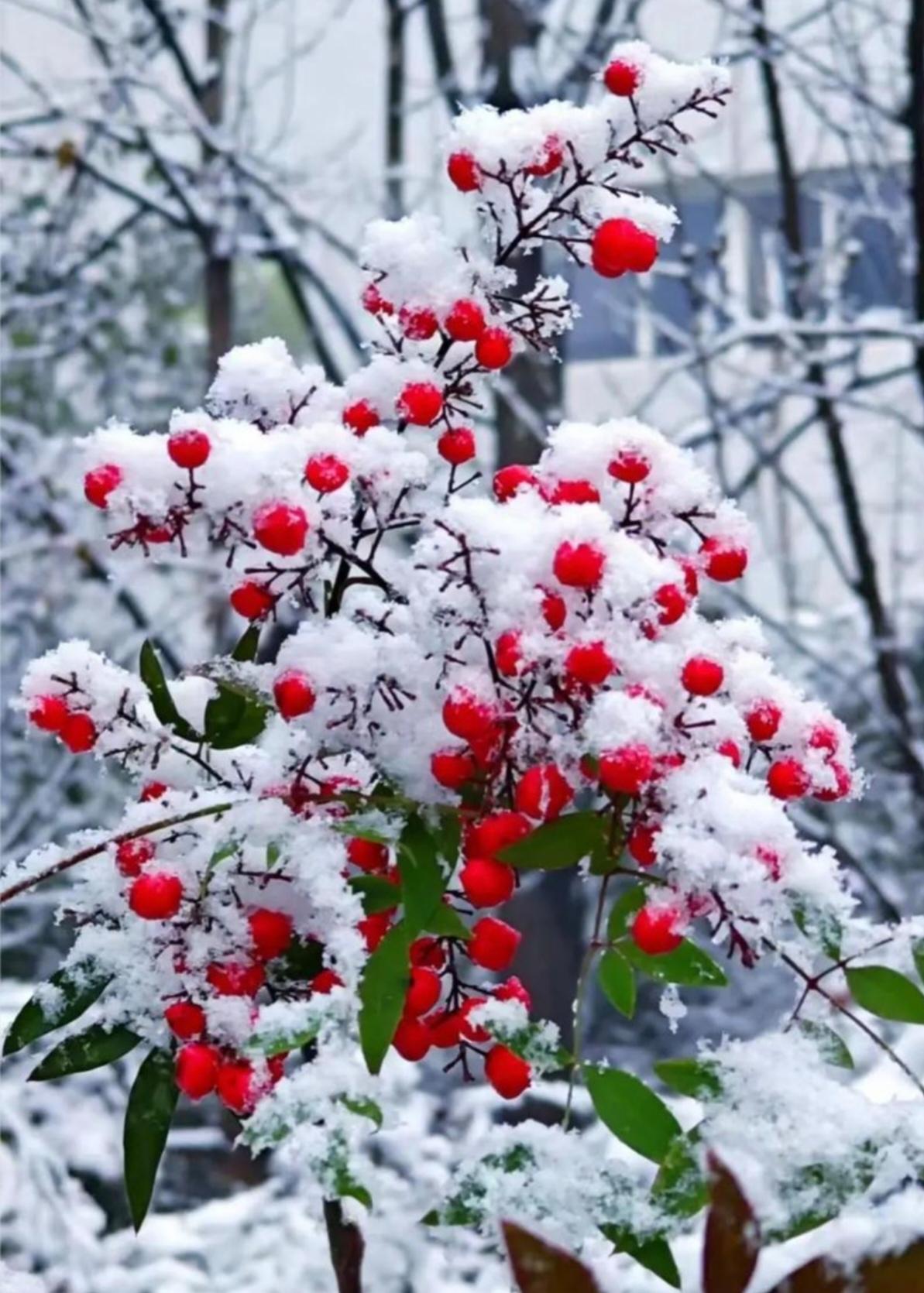 上联：花逢细雨添娇色，诚邀下联山遇暴雪愁白头
