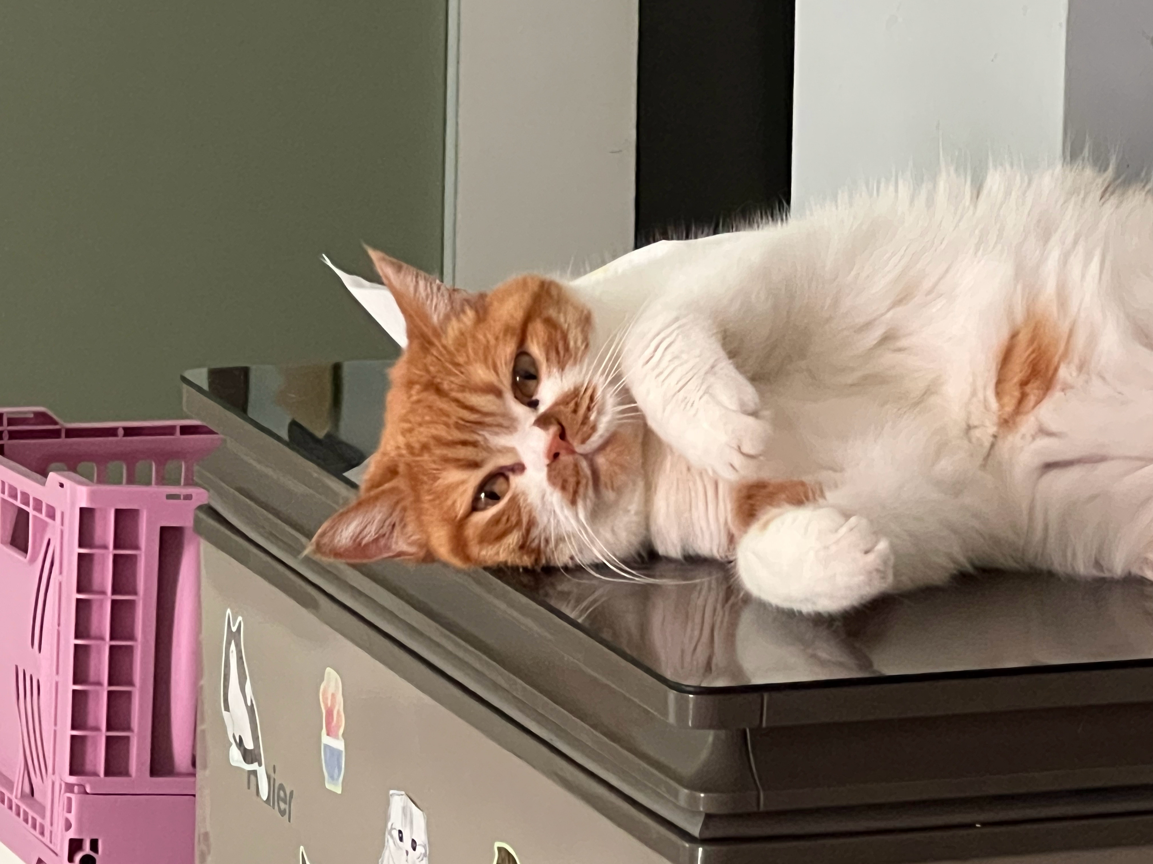 这个猫怎么这么舒服的呀萌宠c位计划
