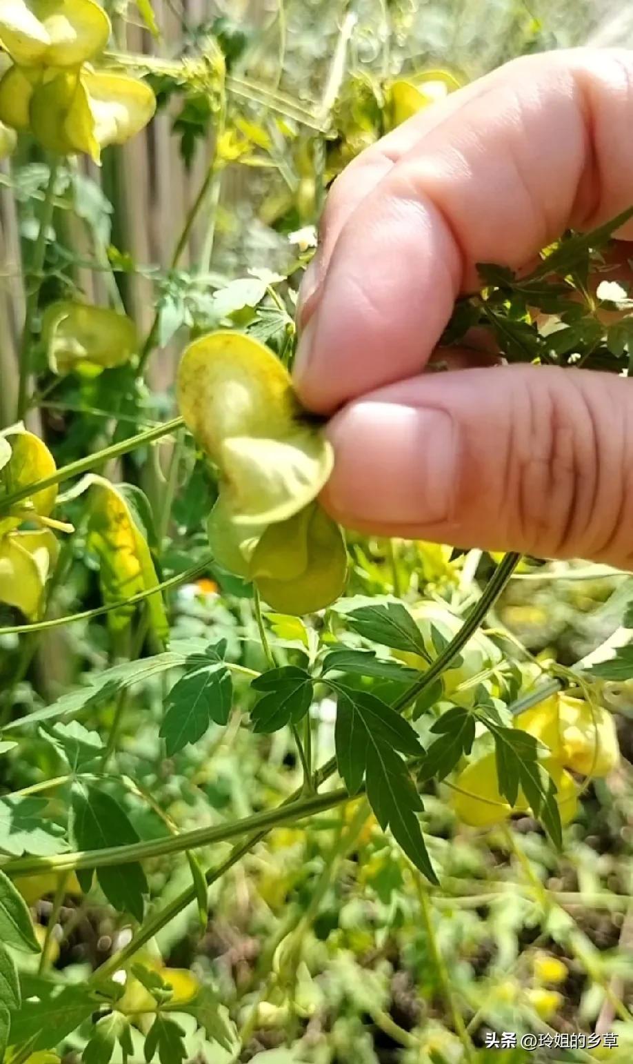 🍃他可是穷人眼里的好宝贝！这种独特的灯龙果！你见过么！？以前在我们农村里很常见