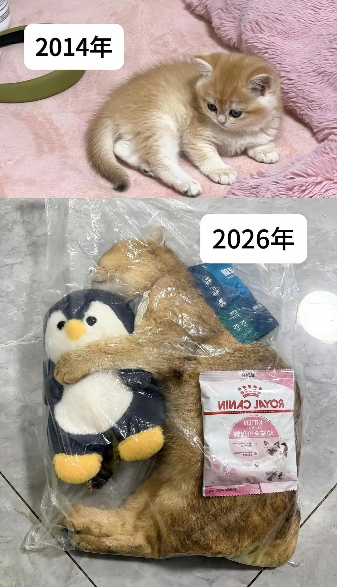 生老病死 ，不光是人类的本质 ，小动物 也一样 ，不要过度思念 ，伤心 ，毕竟 