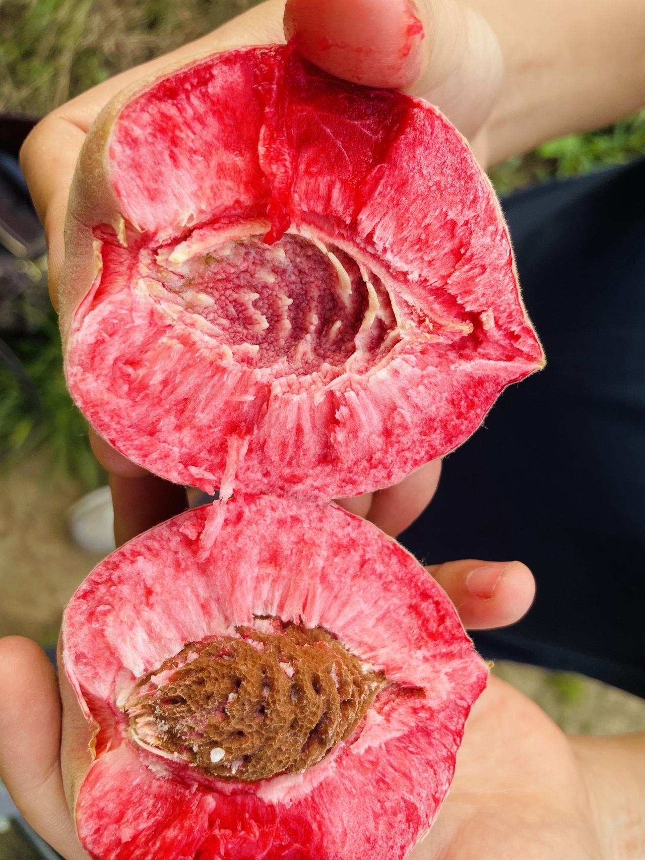 好吃的胭脂红桃子，快结束了哦