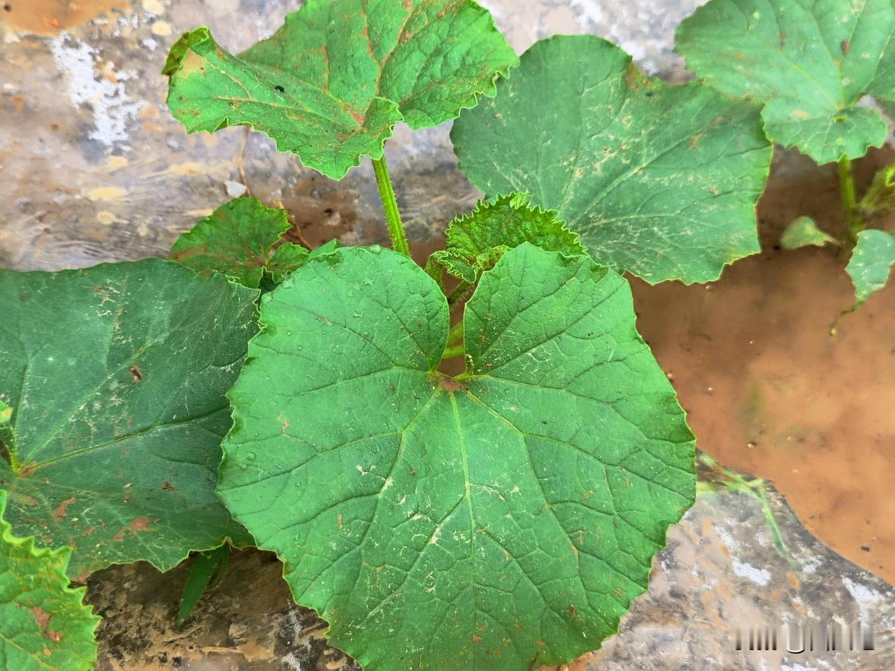 昨天晚上一阵狂风大雨，非常担心小菜园瓜架被吹倒，一早去小菜园查看情况。

还好瓜