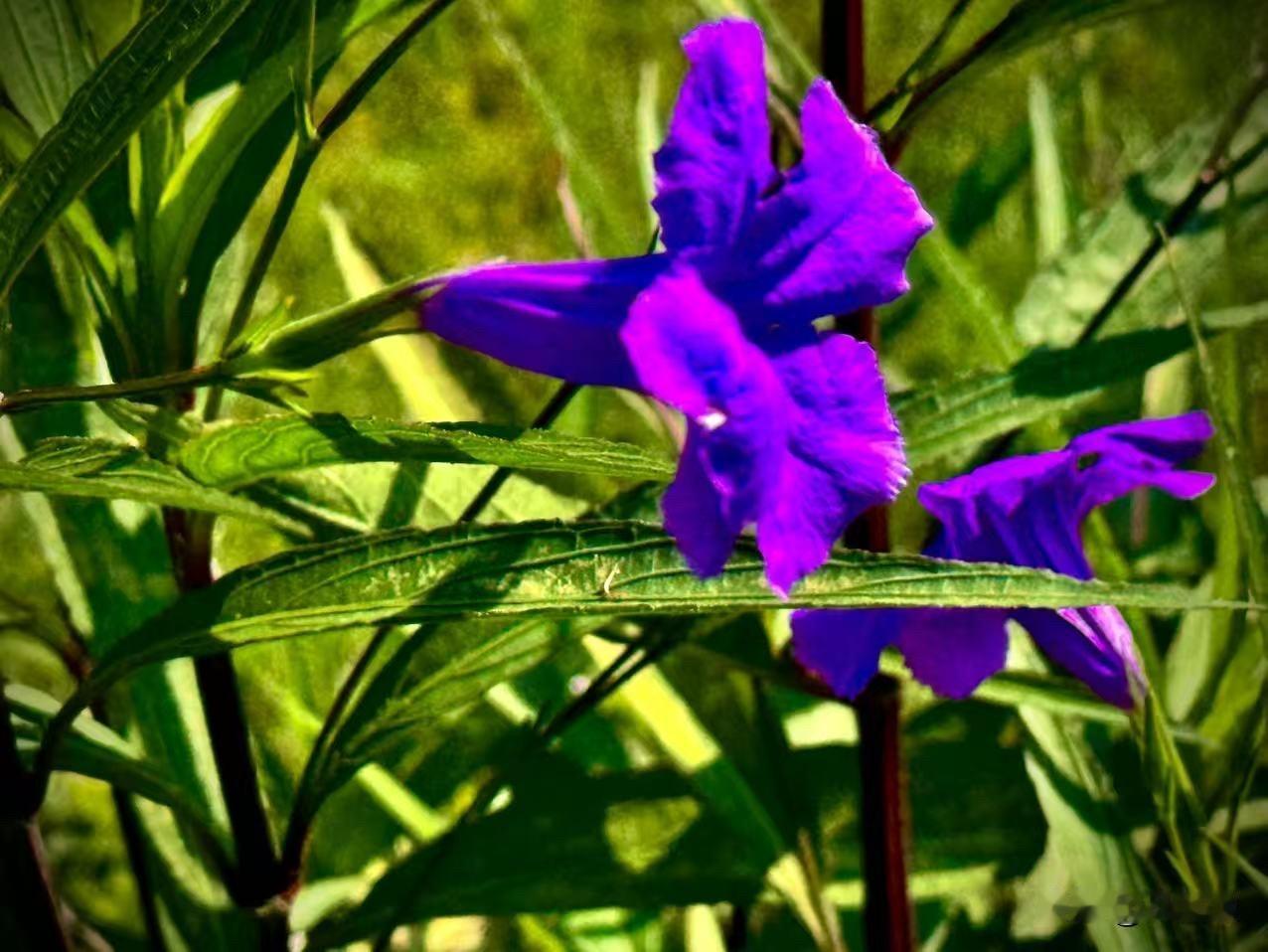 盈盈的蓝花草
          （原创）


阳光下的寂静
比黑暗中的寂静
更