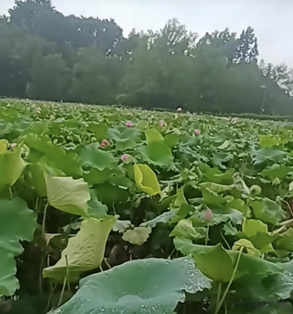 一池秋水，半池荷，
岁月安然，夏已落幕，
秋荷依旧温柔‼️
祝大家中秋节快乐[福