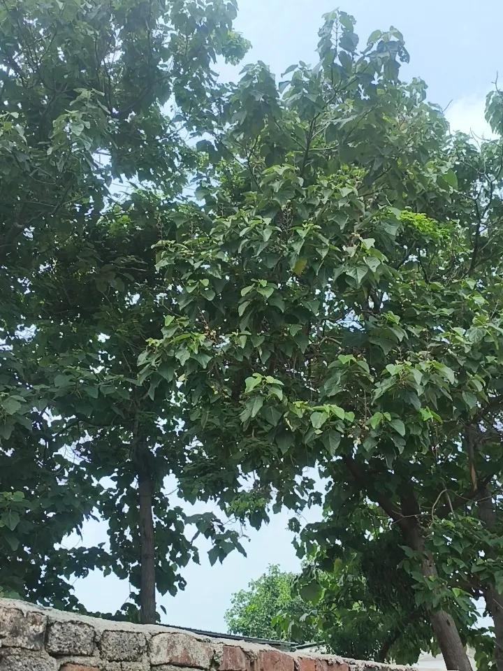 院墙外面的五棵梧桐树，将我的小菜园遮挡了1/3，不过种菜多了也吃不了，所以还要在