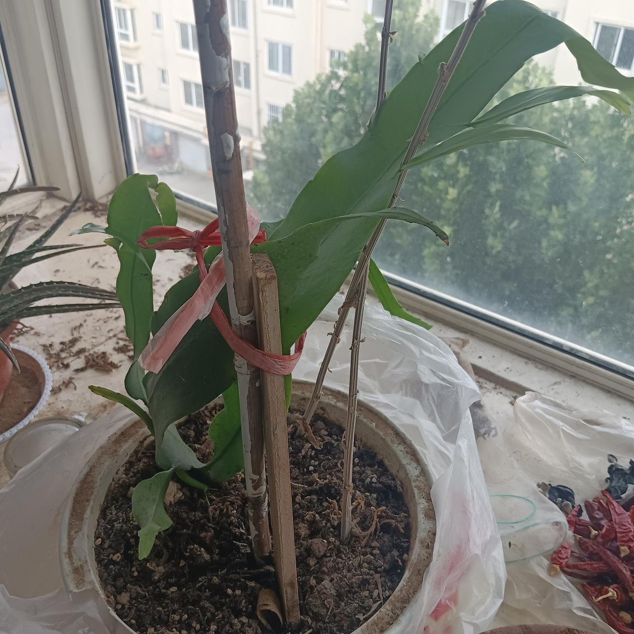 低质量的活着，不如有尊严的离开！
今天73岁的老娘“打工”回来了，老娘半月之前去