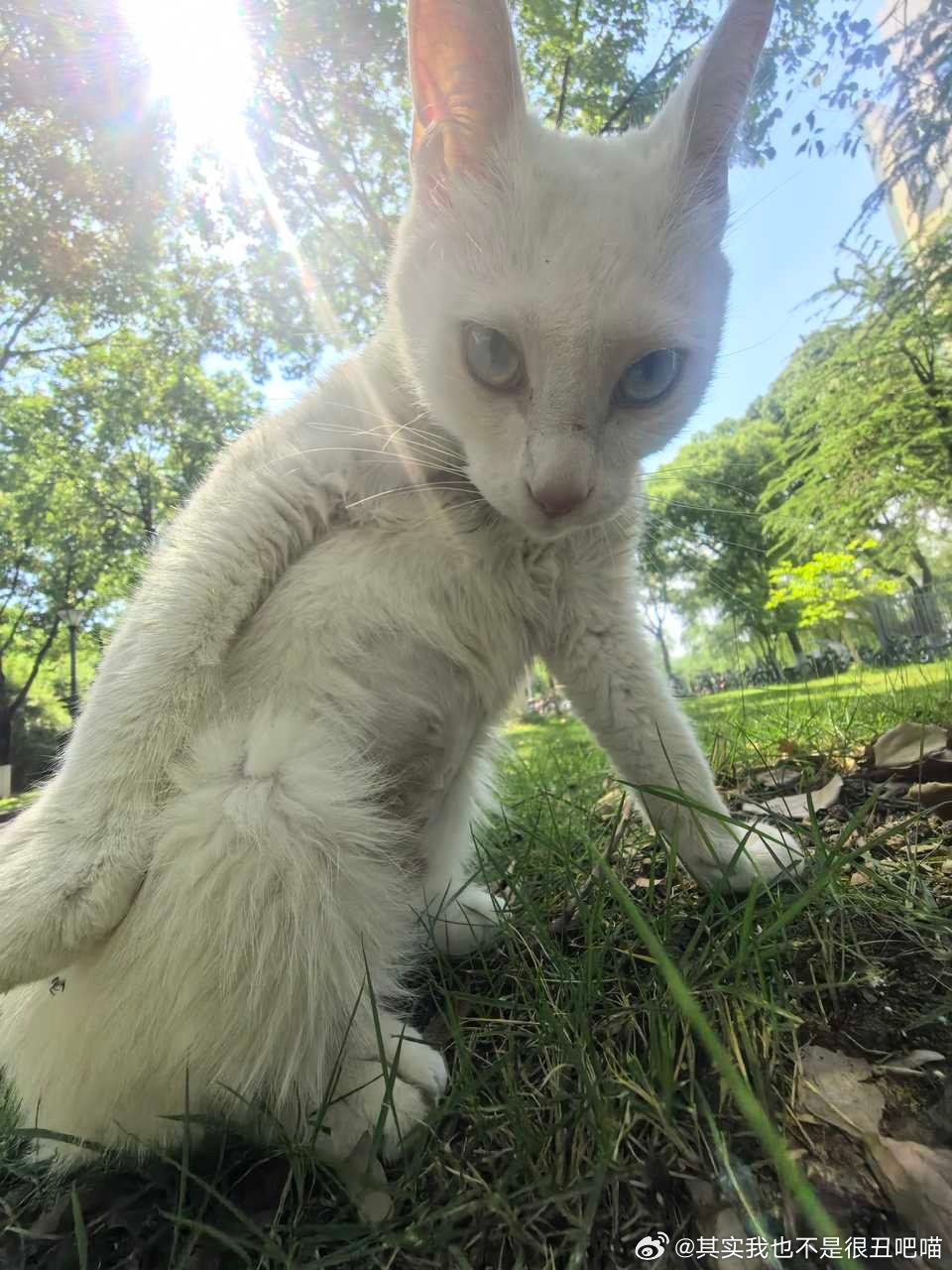 49921【丑猫】厕酱我的相册要拉堵了 