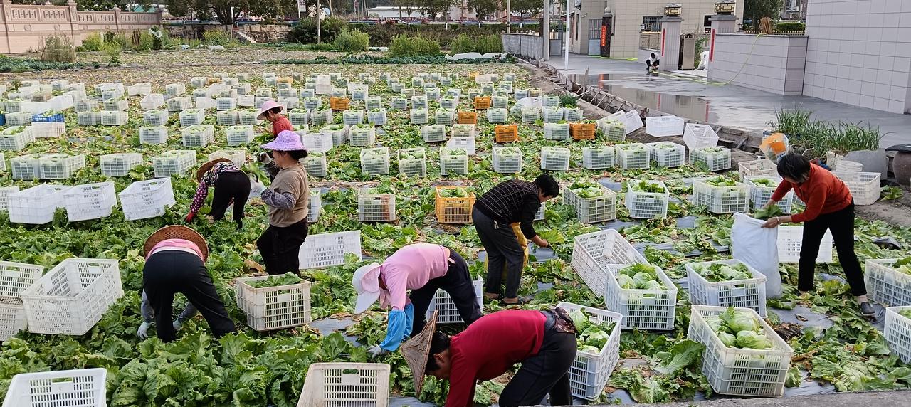 蔬菜收获—田边村口