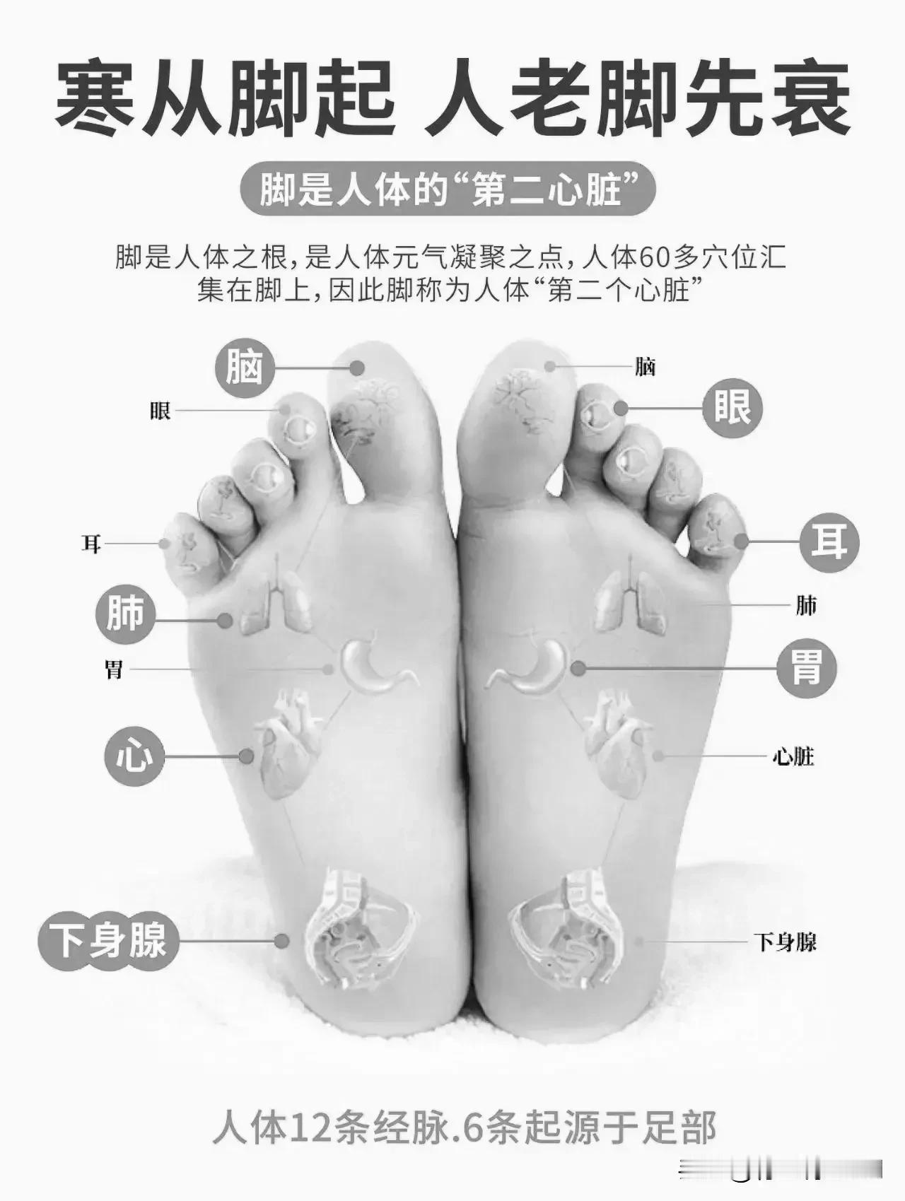 寒从脚起，人老脚先衰——探索人体“第二心脏”的奥秘

在中医理论中，脚被誉为人体