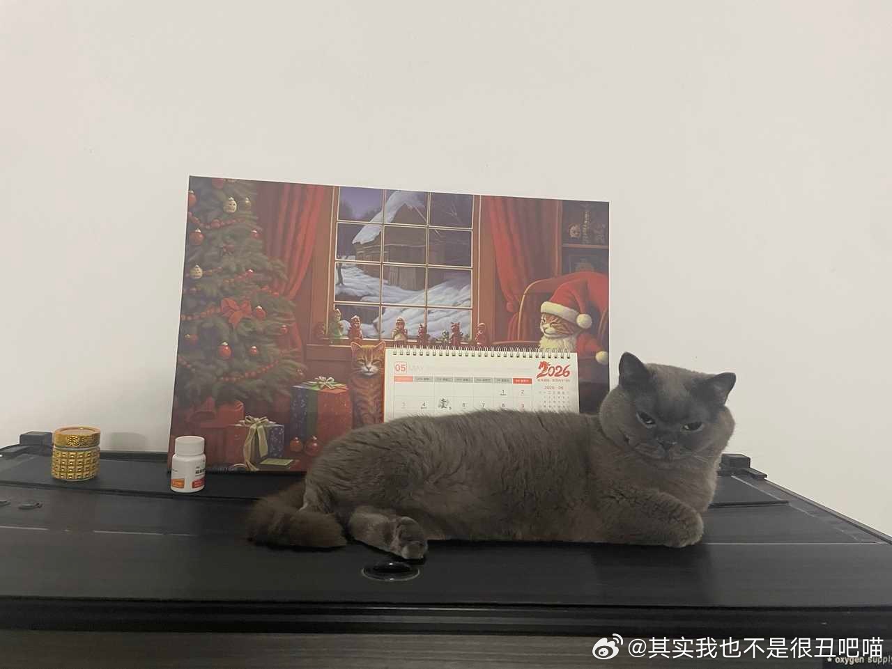 50369【丑猫】拉屎从不埋屎之猫