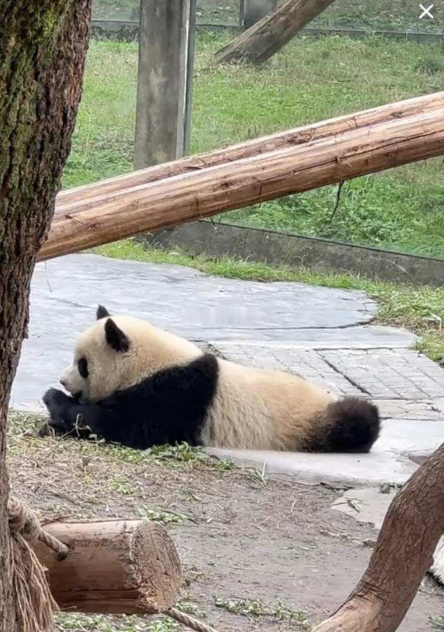 趴趴熊爱姐给我萌化了，我们的二馆长是美貌与智慧并存 ​​​