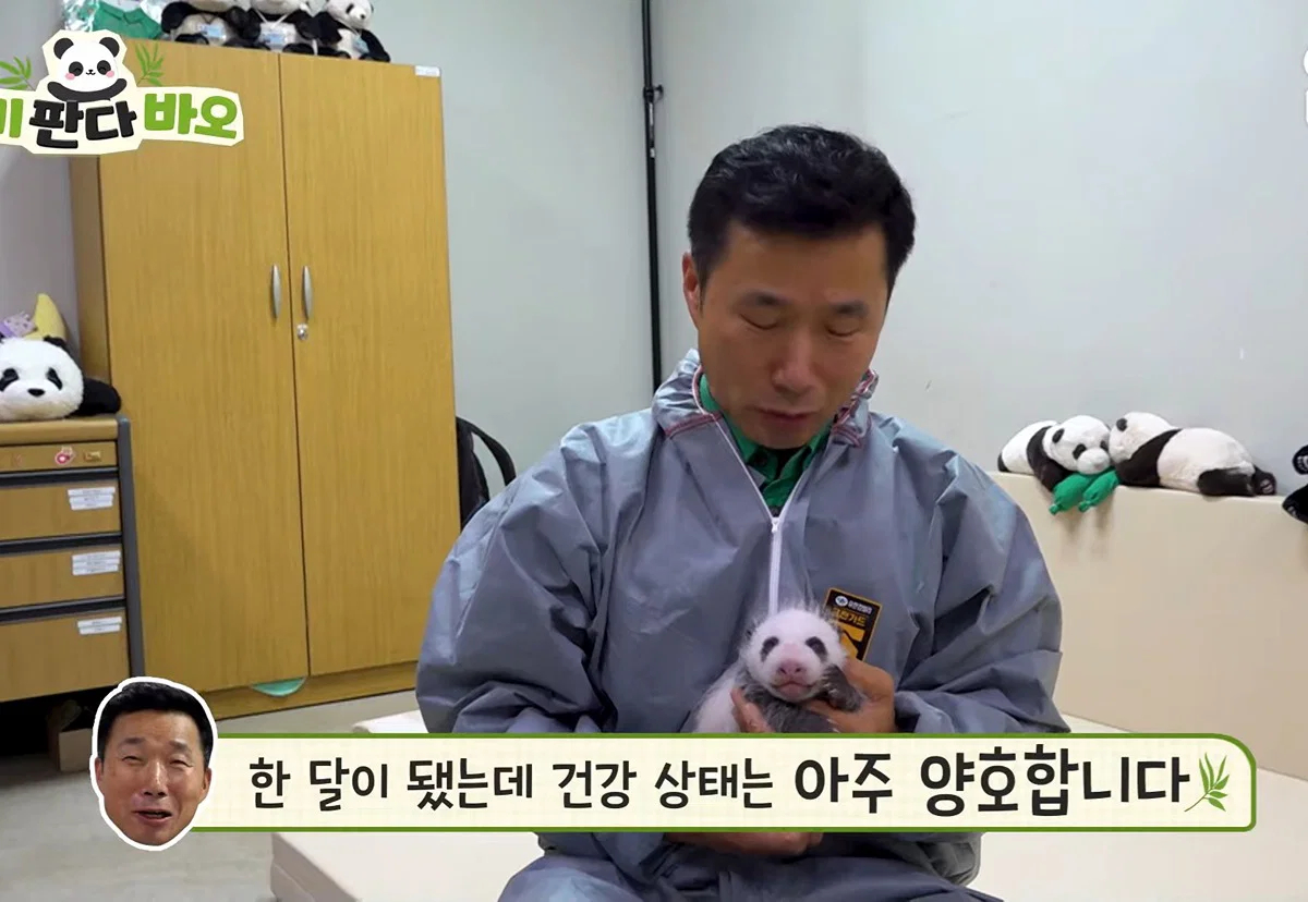 不管被谁抱着都相当淡定的在韩新生熊猫幼崽 海外新鲜事 热点现场