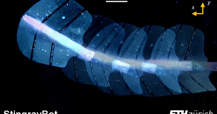 中国学者用上万个微气泡造出“魔法肌肉”，用声波让机器人动起来