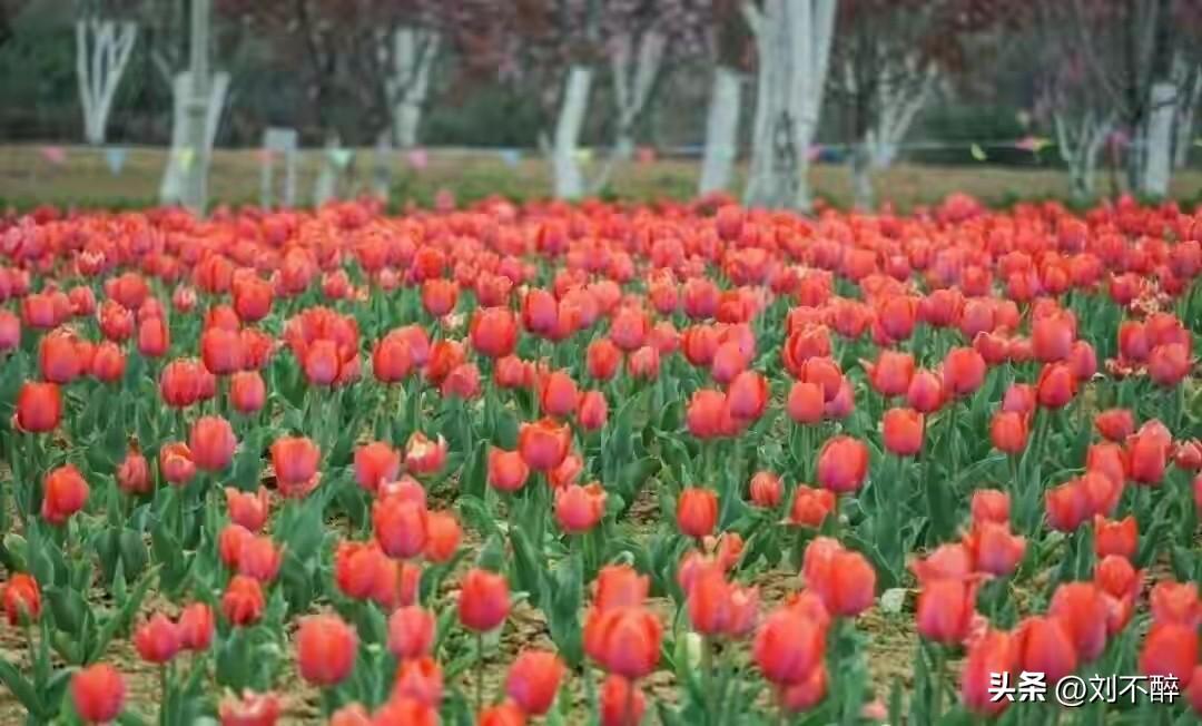 我、老张和老徐三人是师范同学。
83年毕业后，我留在市里的一所小学任教，老张和老