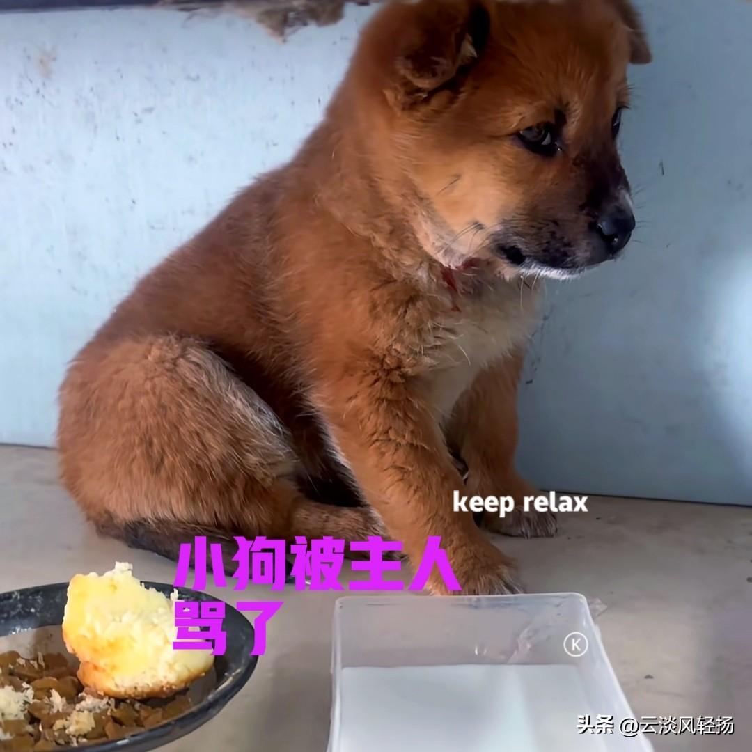 男子花了八十块钱，在市场上买回来一只小狗。小狗是只中华田园犬，也就是大家常说的土