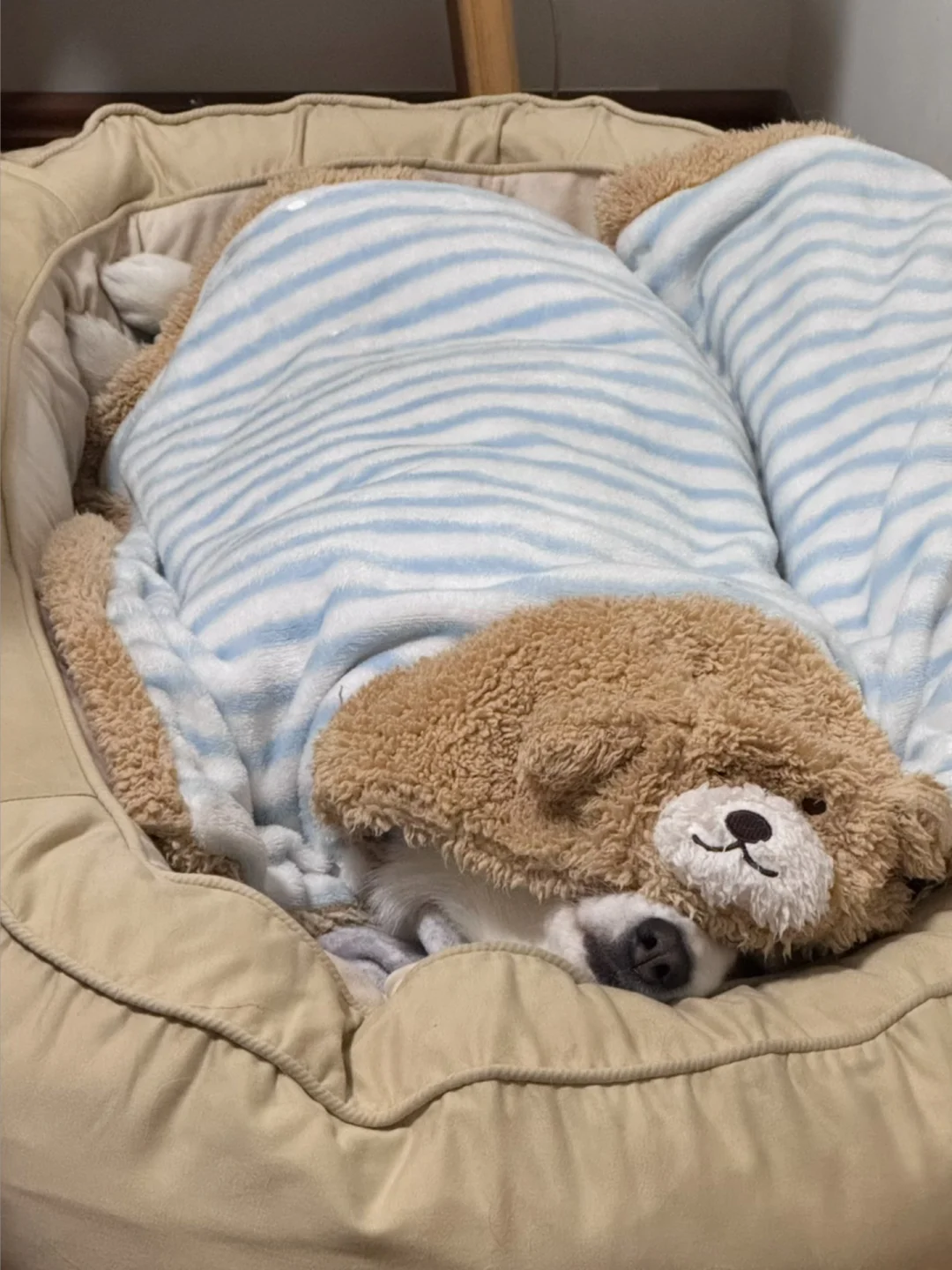 睡得臭臭的就说明睡得香香的～💤