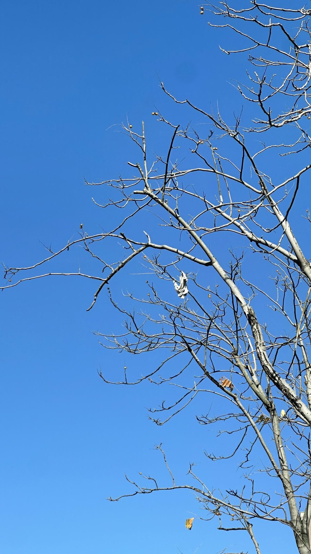 已经忘了秋天 最凄美的季节