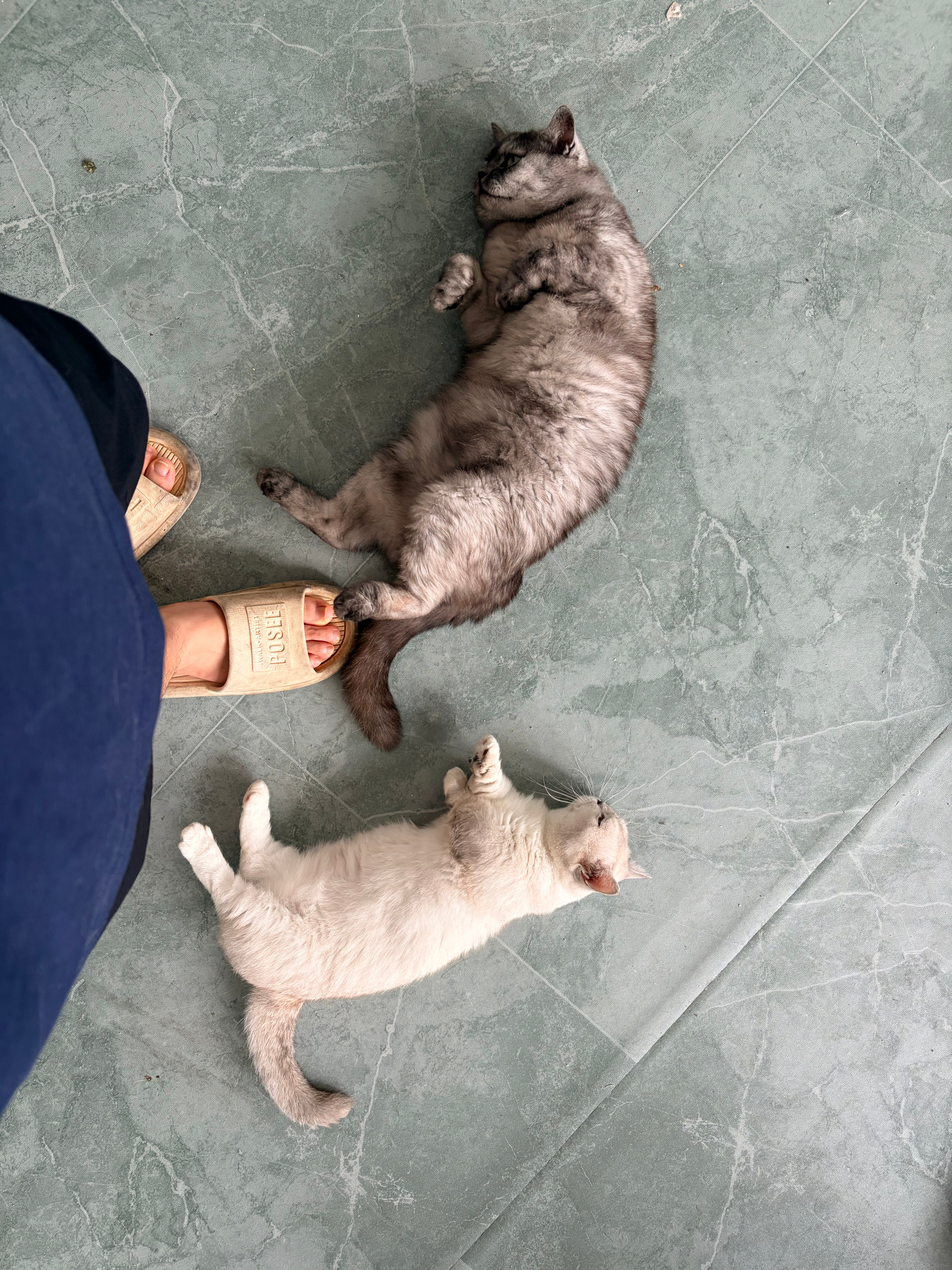 大早上捡猫🐱 
