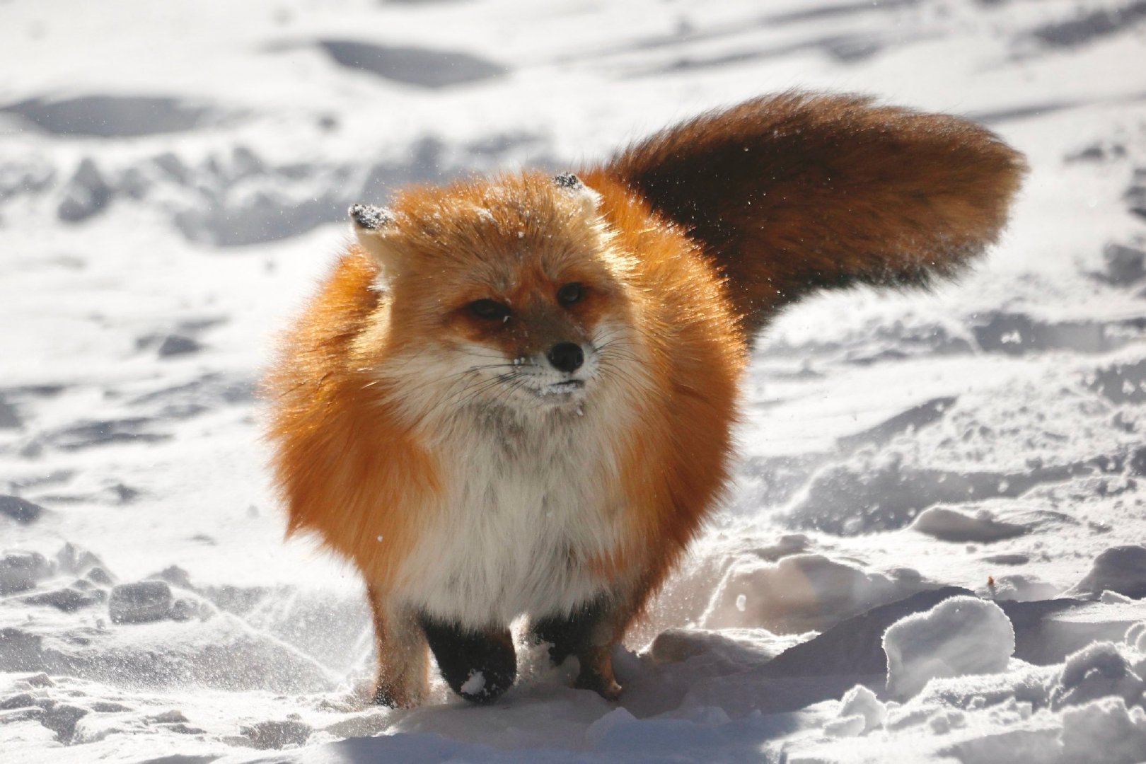 圆圆的，大好©️ttt_zegu952 