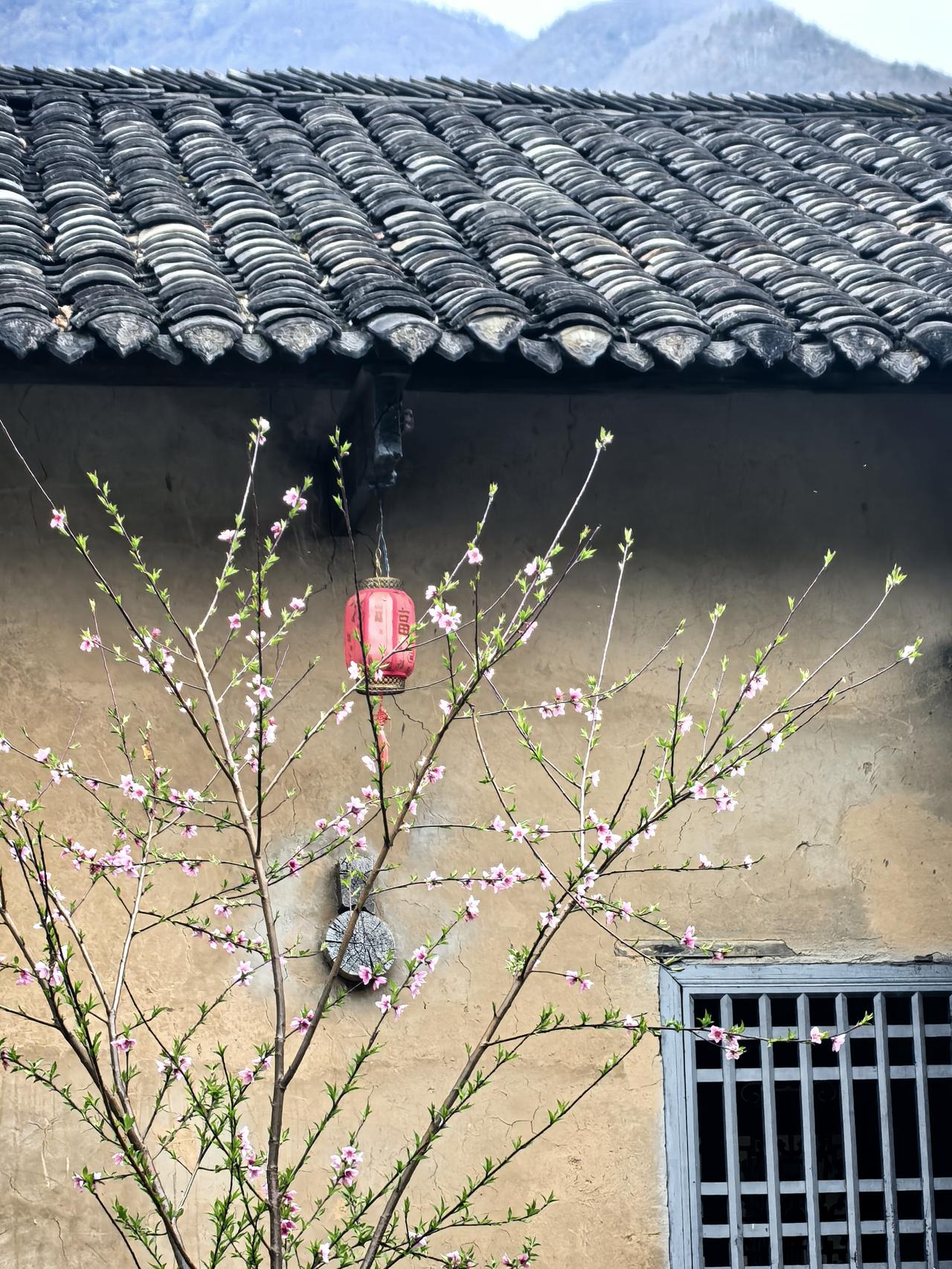 晒一晒相册里的花花不但在大自然里，也在眼睛里，更是在手机相册里…～[笑哭][烟花