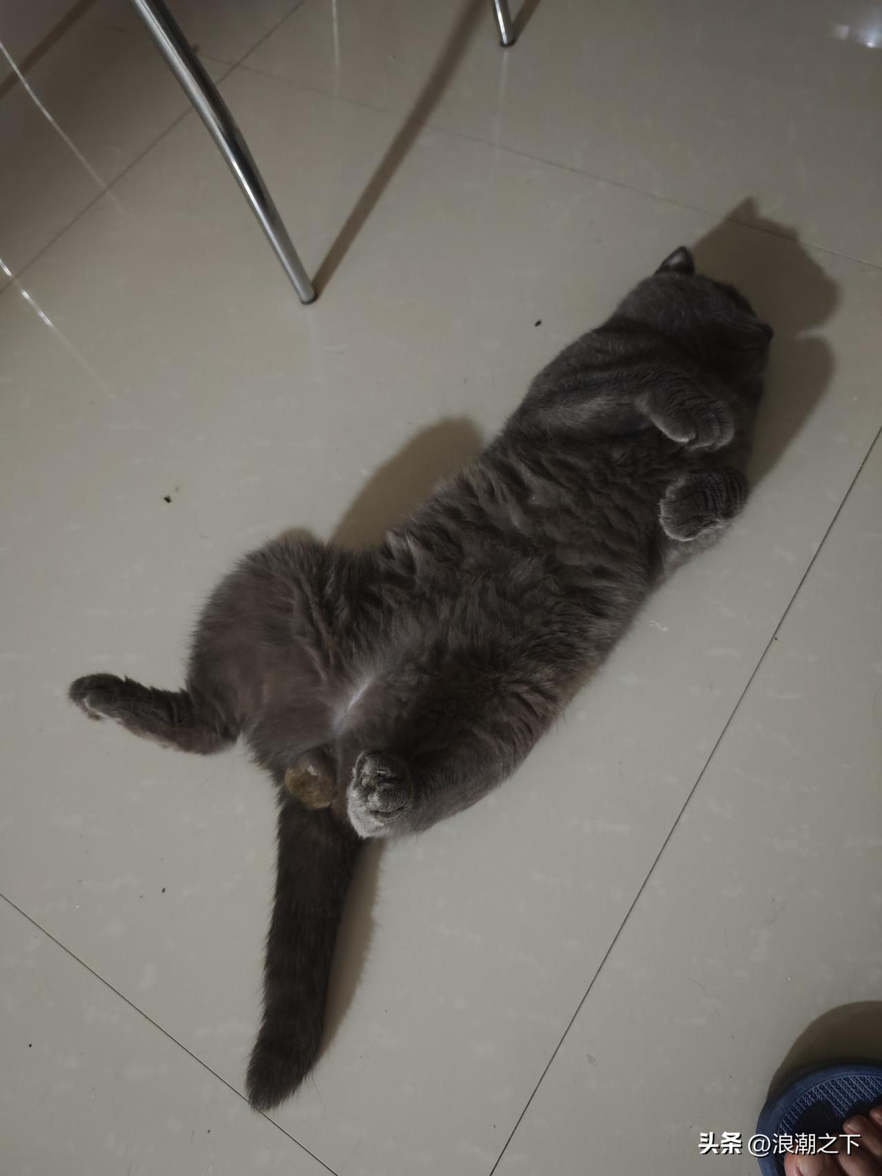 用一张照片证明猫咪的可爱
