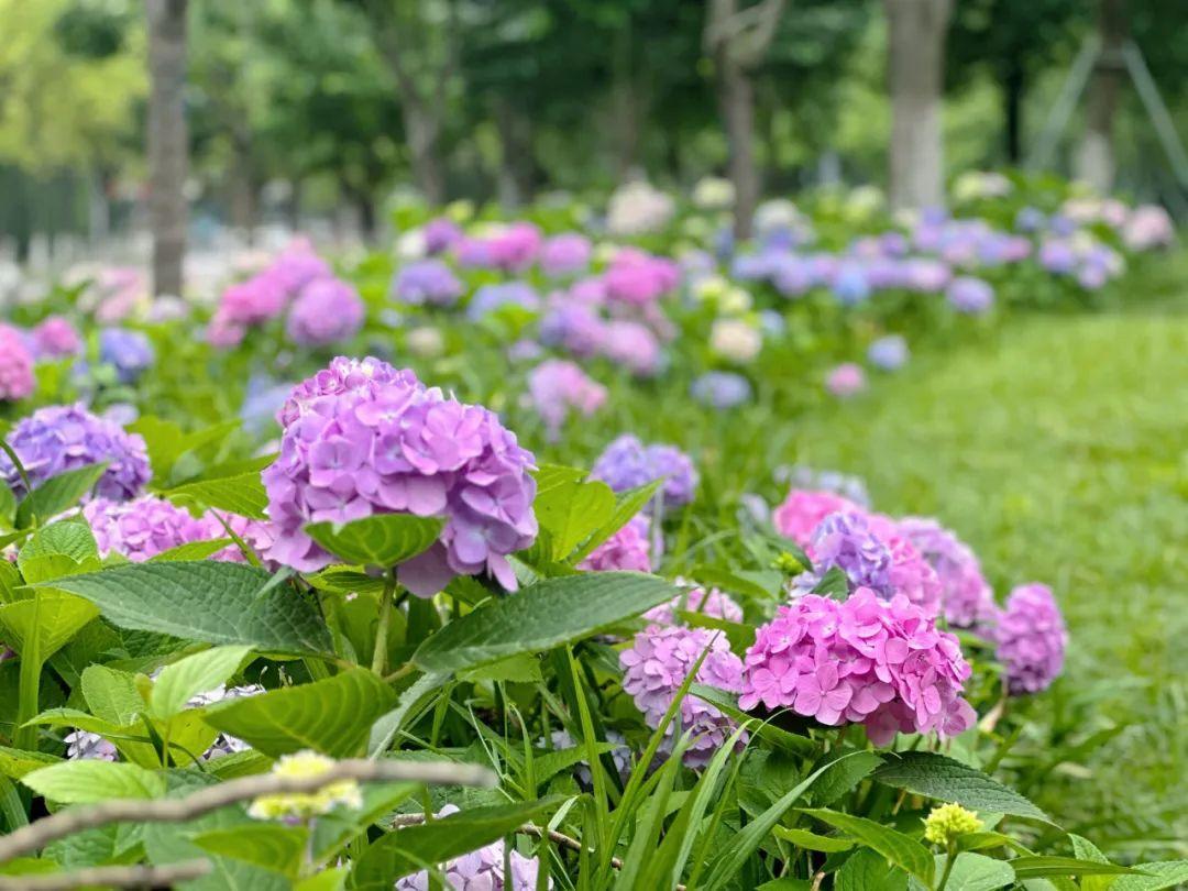 绣球成团，岁岁圆满。
花开成球，岁岁安然。
团花凝翠色，一院沐清芳。
百花攒作球