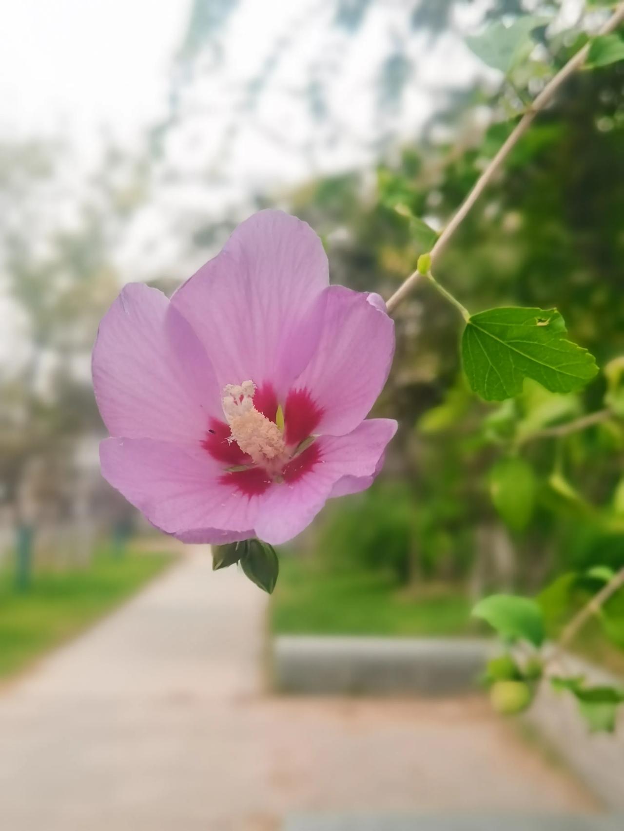 #分享一张随手拍的花。#