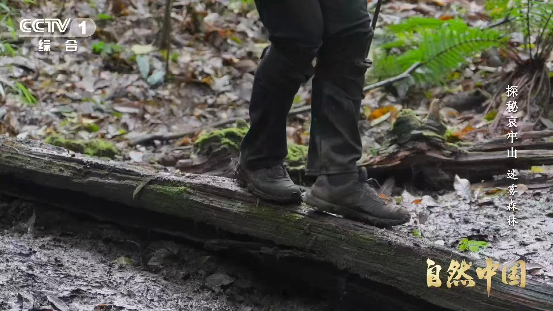 武侠小说的瘴气竟真实存在瘴气成分被测出来了 哀牢山的秘密，被机器狗揭开。甲烷、硫