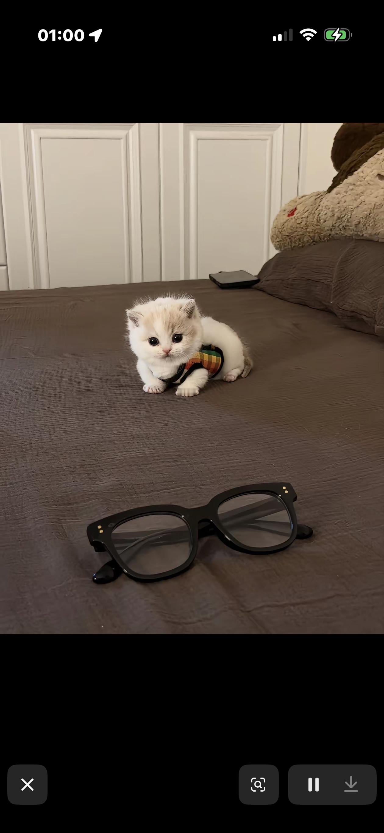 原则上猫咪是不能上床的