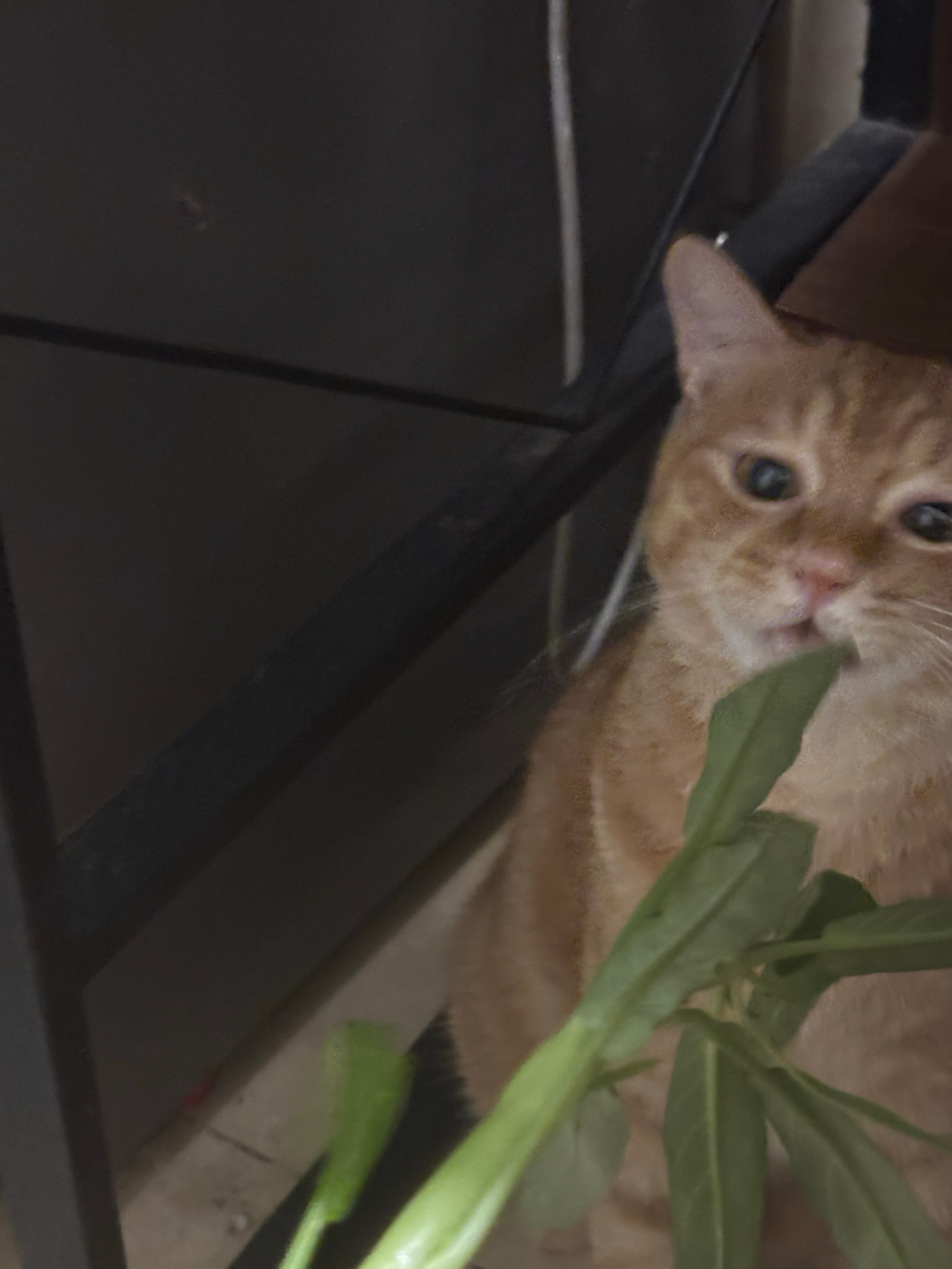 殴打通心菜！ ​​​