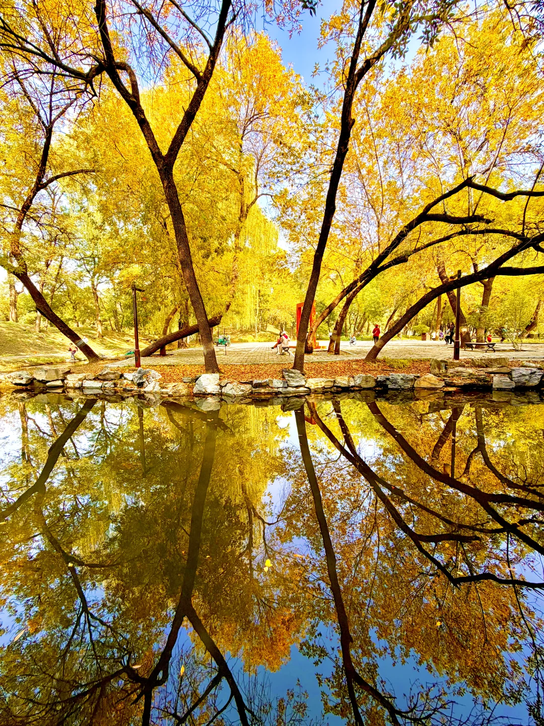 10.14实拍live，北京圆明园油画般秋景上线❗️