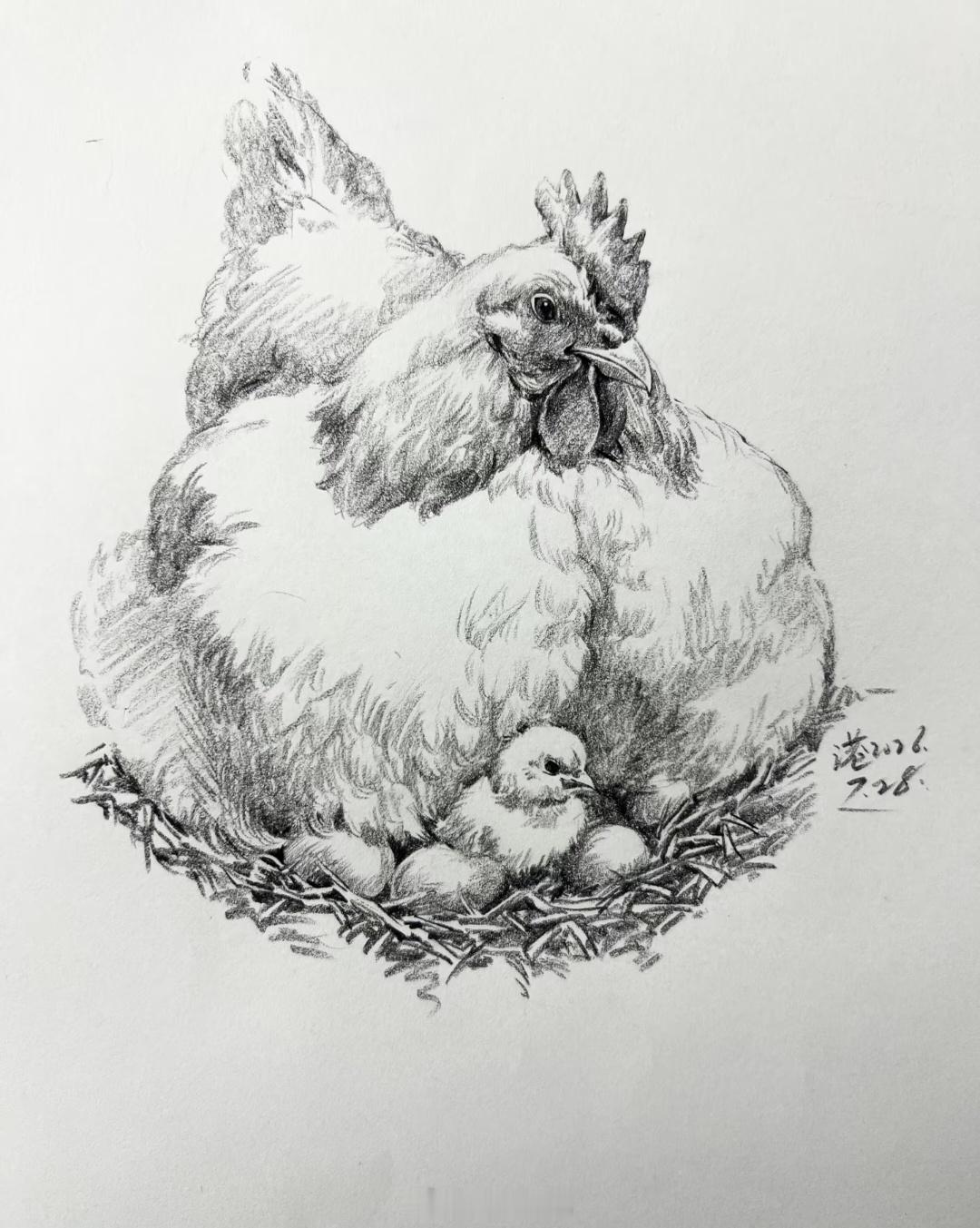 母鸡与小鸡｜张宏港速写 