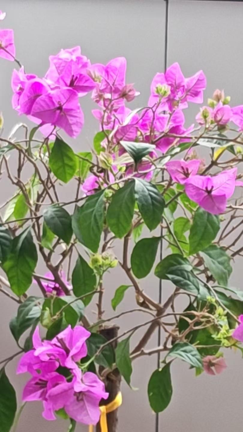 我养的粉色三角梅，粉嫩娇美.