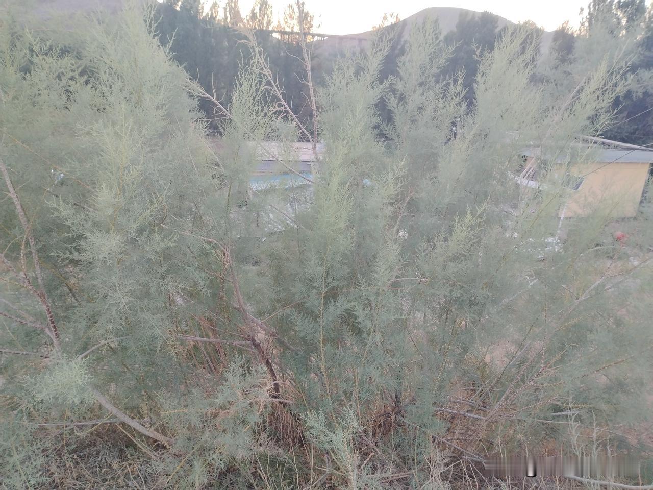 家门前山上不知哪年冒出来一丛红柳，长得茂盛的很，真想砍回家做成烤肉签子[笑哭]