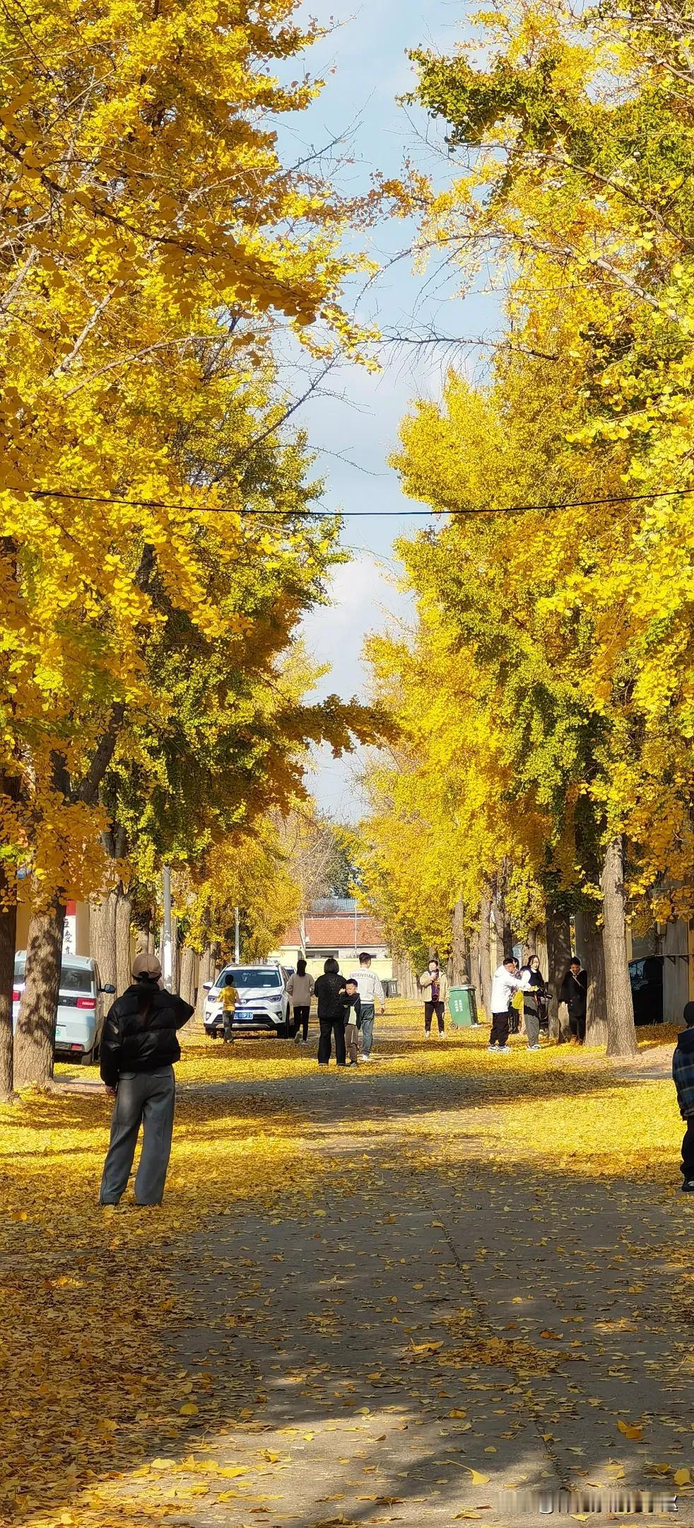 潍坊军埠口村，满村尽带“黄金甲”，初冬时节的直接美醉了，村里每条街上都种植了银杏