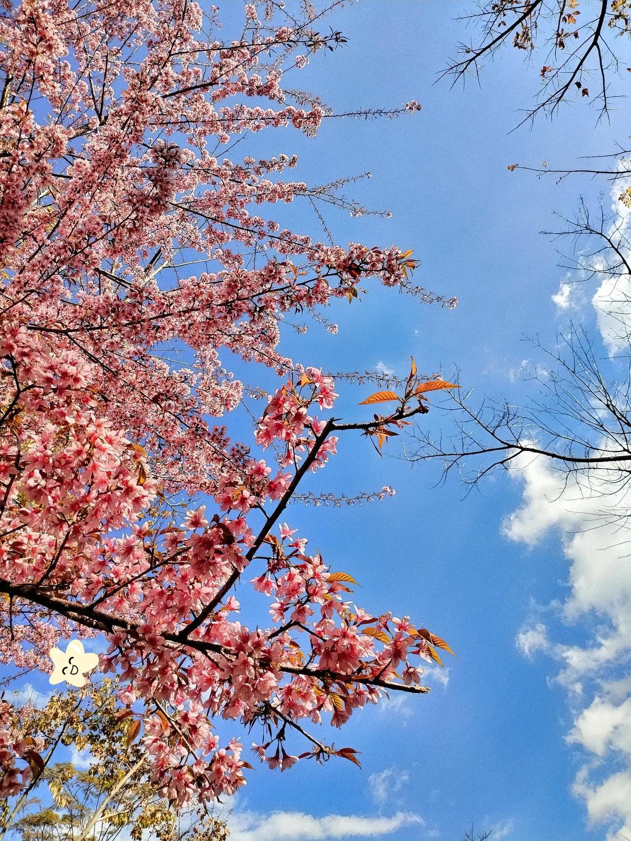 而南方的樱花则是另一番别样的温柔。粉嫩的花瓣在枝头轻轻摇曳，微风拂过，便如一场浪