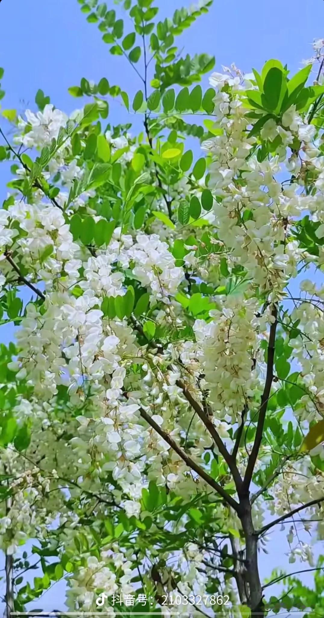 故乡的洋槐花

在我的故乡，有很多的洋槐树，它们大都长在沟边，房子后边。
每年的