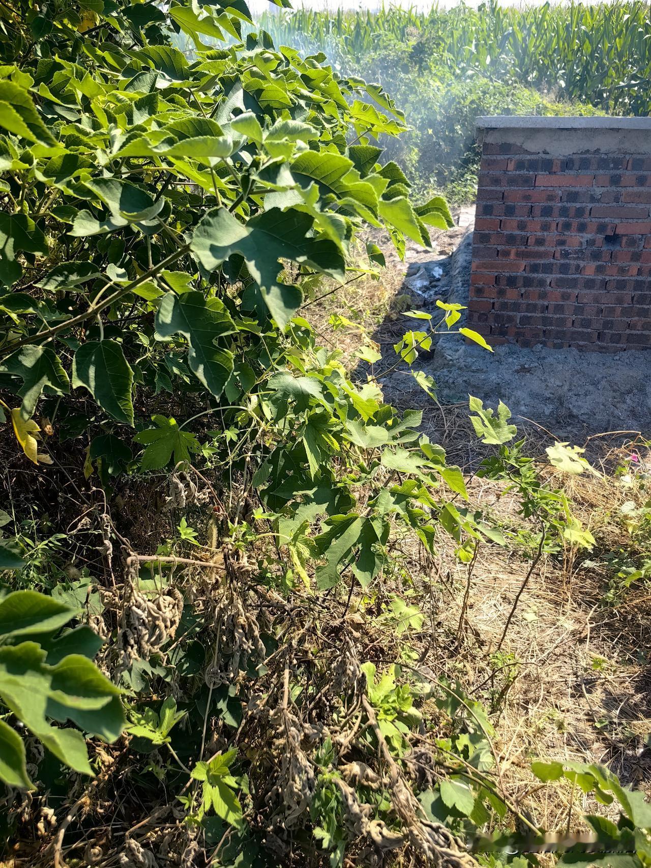 今天是婆婆去世的三周年，三年前的今天，婆婆晚上在街门口坐着端着碗吃饭，我跟她说回
