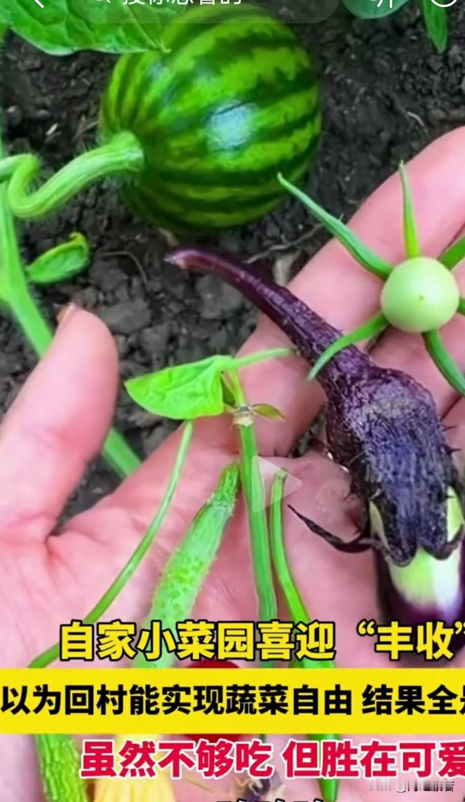 另外种得太密影响生长发育的，太密了 ，影响结果。就像这胡萝卜，间隔要远一点，光长